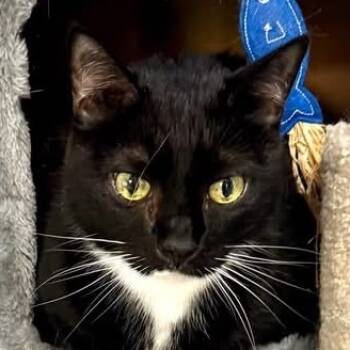 Rescue Domestic Short Hair Cats for Adoption in Sarasota, Florida - Mona | PetCurious