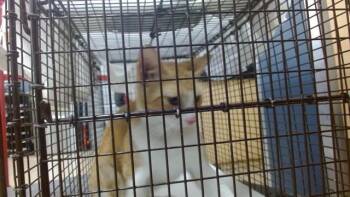 GOLDY -  Domestic Short Hair Cat for Adoption in Doral, Florida - GOLDY | PetCurious