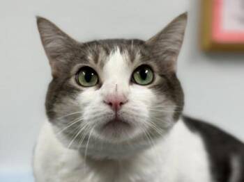 Ivy -  Domestic Short Hair Cat for Adoption in Portland, Oregon - Ivy | PetCurious