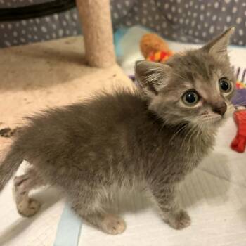 Dusty Rose -  Domestic Short Hair Cat for Adoption in Beulaville, North Carolina - Dusty Rose | PetCurious