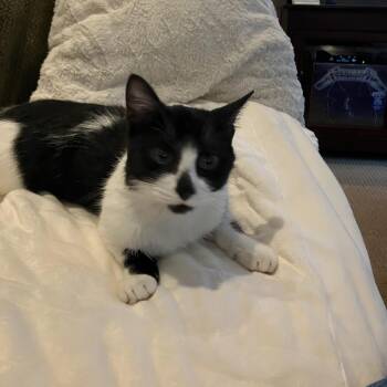 Spartacus -  Domestic Short Hair Cat for Adoption in Abbotsford, British Columbia - Spartacus | PetCurious