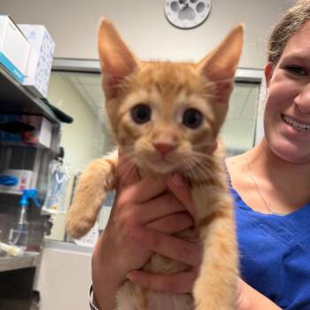 Domestic Short Hair and American Shorthair Cats Available for Adoption in Englewood, Florida - Jaffa | PetCurious