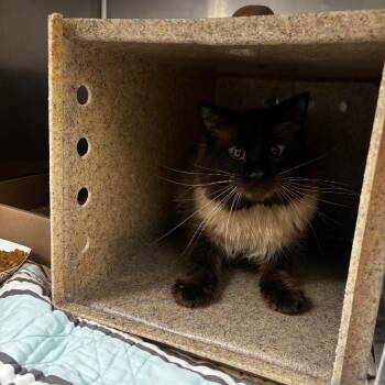 Emu -  Himalayan Cat for Adoption in Philadelphia, Pennsylvania - Emu | PetCurious
