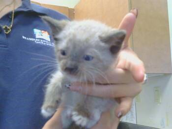 LOTUS -  Snowshoe and Domestic Short Hair Cat for Adoption in Sacramento, California - LOTUS | PetCurious