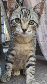 Jelly Bean -  Domestic Short Hair Cat for Adoption in Ogden, Utah - Jelly Bean | PetCurious