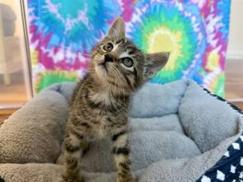 BRYCE -  Domestic Short Hair Cat for Adoption in Colorado Springs, Colorado - BRYCE | PetCurious