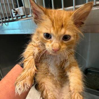 Domestic Short Hair Cats Available for Adoption in Englewood, Florida - Palmer | PetCurious