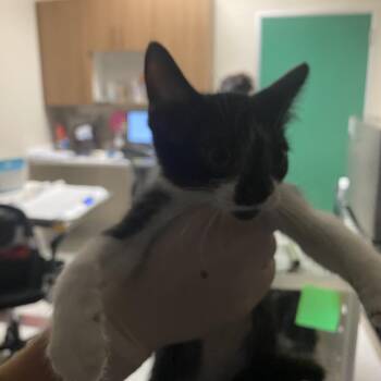 Maple -  Domestic Short Hair Cat for Adoption in Reno, Nevada - Maple | PetCurious