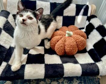 Rescue Domestic Short Hair Cats for Adoption in Fishers, Indiana - Barracuda | PetCurious