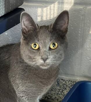 Black Coffee -  Domestic Short Hair Cat for Adoption in Golden, Colorado - Black Coffee | PetCurious