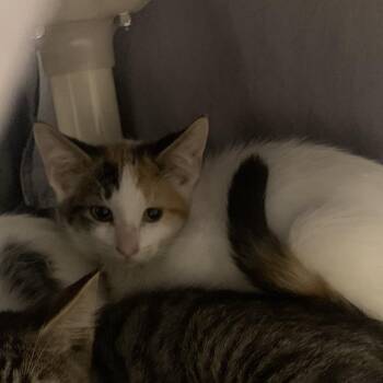 Lolipop -  Domestic Short Hair Cat for Adoption in West Palm Beach, Florida - Lolipop | PetCurious