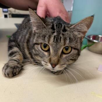 Domestic Short Hair Cats Available for Adoption - Fiona | PetCurious