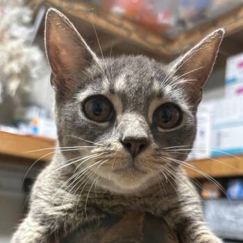 Corina -  Domestic Short Hair Cat for Adoption in Milton, Florida - Corina | PetCurious