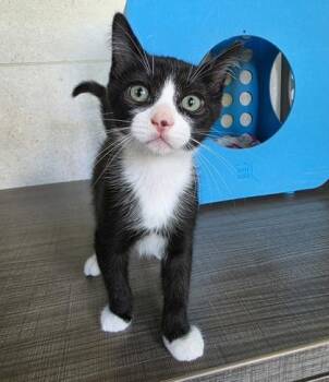 Louis -  Domestic Short Hair Cat for Adoption in Honolulu, Hawaii - Louis | PetCurious