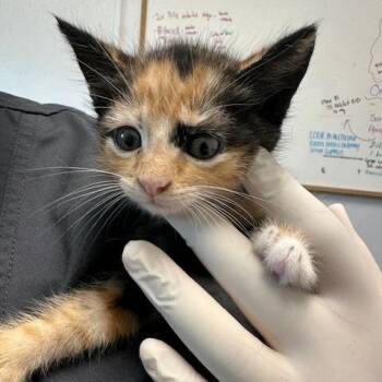 Domestic Short Hair Cats Available for Adoption in Clearwater, Florida - Brenda | PetCurious