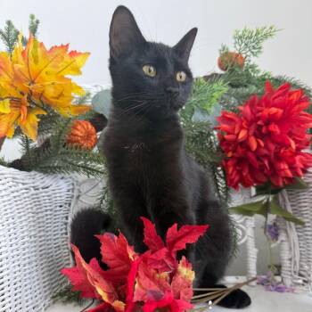Brooklyn Hayward 56703 -  Domestic Medium Hair Cat for Adoption in Eaton Rapids, Michigan - Brooklyn Hayward 56703 | PetCurious