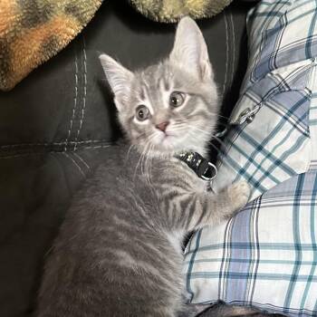 Domestic Medium Hair Cats Available for Adoption in Lancaster, Ohio - Gary | PetCurious