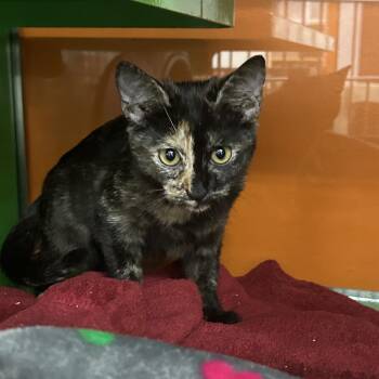 JACKIE -  Domestic Short Hair Cat for Adoption in Richmond, California - JACKIE | PetCurious