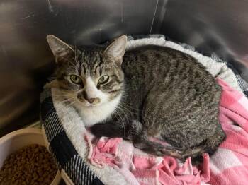 Domestic Short Hair Cats Available for Adoption - Mighty Mouse | PetCurious