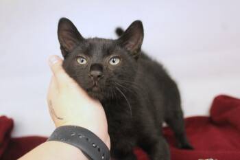 Hemlock -  Domestic Short Hair Cat for Adoption in Chestertown, Maryland - Hemlock | PetCurious