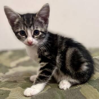 Carly -  Domestic Short Hair Cat for Adoption in San Diego, California - Carly | PetCurious