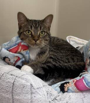 Domestic Short Hair Cats Available for Adoption - Touka | PetCurious