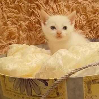 Siamese Cats Available for Adoption in Huntington Beach, California - Flamers | PetCurious