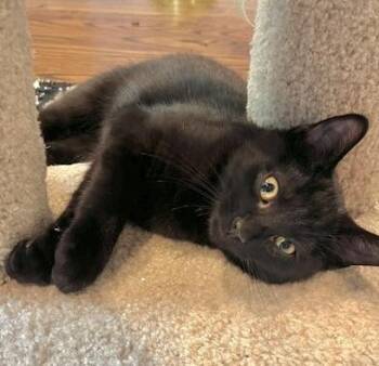Milo -  Domestic Short Hair Cat for Adoption in Vaughan, Ontario - Milo | PetCurious