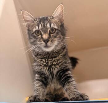 Prayers -  Domestic Long Hair Cat for Adoption in Topeka, Kansas - Prayers | PetCurious