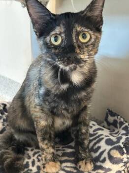 Kathryn -  Domestic Short Hair Cat for Adoption in Hamilton, Montana - Kathryn | PetCurious