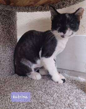 Katrina -  Domestic Short Hair Cat for Adoption in Walworth, Wisconsin - Katrina | PetCurious