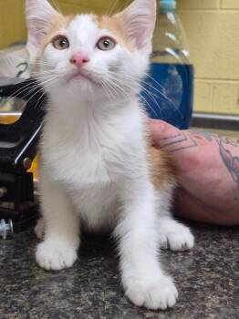 General Finn -  Domestic Short Hair Cat for Adoption in Crossville, Tennessee - General Finn | PetCurious