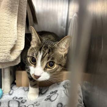 Domestic Short Hair Cats Available for Adoption - Leo | PetCurious