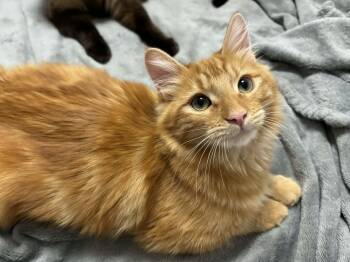 Domestic Medium Hair Cats Available for Adoption in Stockton, California - Magik INDOOR ONLY  | PetCurious