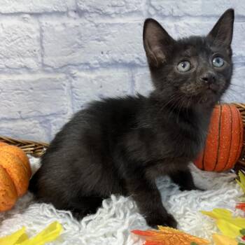 Jelly Roll -  Domestic Short Hair Cat for Adoption in Harrisonburg, Virginia - Jelly Roll | PetCurious