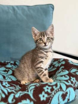 Emily -  Domestic Short Hair and Tabby Cat for Adoption in Houston, Texas - Emily | PetCurious