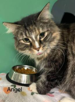 Domestic Long Hair Cats Available for Adoption - Angel | PetCurious
