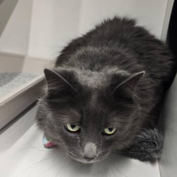 Domestic Medium Hair Cats Available for Adoption - Tiny Tim | PetCurious