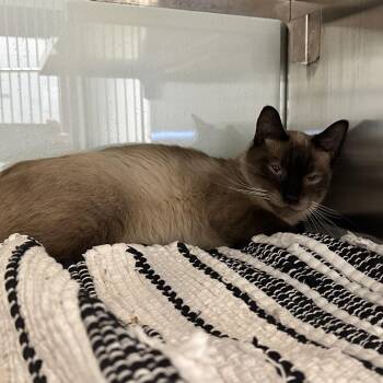 Siamese Cats Available for Adoption - Chong | PetCurious