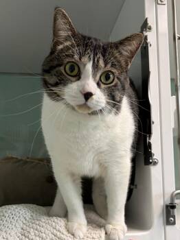Boba -  Domestic Short Hair Cat for Adoption in Saint Paul, Minnesota - Boba | PetCurious