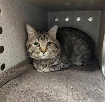 Domestic Short Hair Cats Available for Adoption in Louisville, Kentucky - A797438 | PetCurious