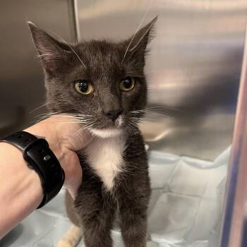 Cherry Garcia -  Domestic Short Hair Cat for Adoption in Greensboro, North Carolina - Cherry Garcia | PetCurious