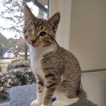 Rescue Domestic Short Hair Cats for Adoption in Cumming, Georgia - Dudley | PetCurious