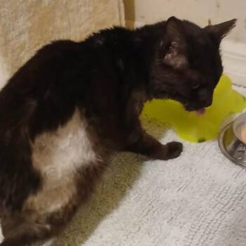 Mr Latte -  Domestic Short Hair Cat for Adoption in Gainesville, Florida - Mr Latte | PetCurious
