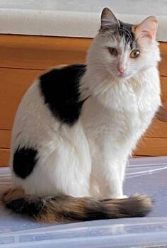 Fancy -  Domestic Long Hair Cat for Adoption in Monroe Township, New Jersey - Fancy | PetCurious