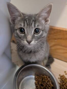 Shy 4 month old Kittens Ready For Homes -  Domestic Short Hair Cat for Adoption in Hanson, Massachusetts - Shy 4 Month Old Kittens Ready For Homes | PetCurious