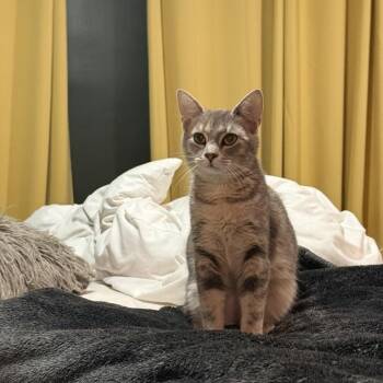 Sylvie -  Domestic Short Hair Cat for Adoption in Mechanicsburg, Pennsylvania - Sylvie | PetCurious