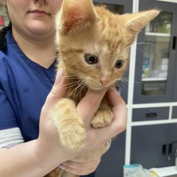 Domestic Short Hair Cats Available for Adoption in Monroe, Louisiana - CheeWee | PetCurious