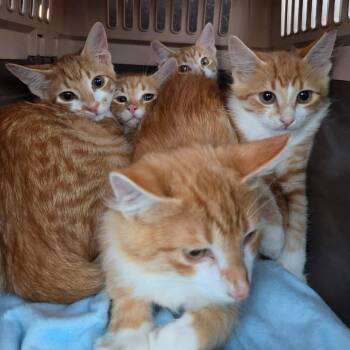 M1 -  Domestic Short Hair Cat for Adoption in Wadena, Minnesota - M1 | PetCurious