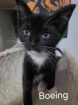 Boeing -  Domestic Short Hair Cat for Adoption in Kettering, Ohio - Boeing | PetCurious